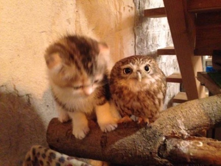 Illustration for article titled When a Cat and an Owl Develop a Beautiful Friendship